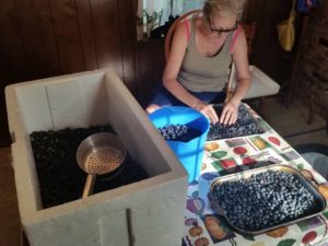 Mary sorting Blueberries